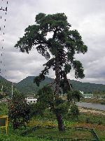 Weeping red pine