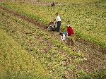 harvesting rice, South Korea