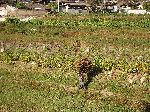 farmer hauling beans with a traditional "A" frame back pack
