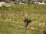 farmer hauling beans with a traditional "A" frame back pack