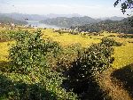 Rice farm, lake, forest, hills, Korea