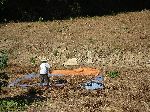 A woman beating the beans off the stalk, Korea