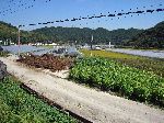 greenhouses in the mix of agriculture activity, Jinju