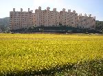 The farms end and the city begins, Jinju