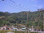 Wooden birds on poles