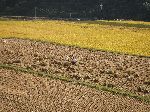Harvesting rice farm
