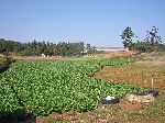 irrigated vegetables