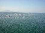 floats supporting some kind of open sea aquaculture project