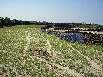 agriculture in sandy Jeju soil