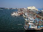 Squid fishing boats