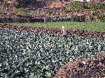 farmer spray some chemical compound on her cabbage patch