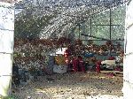 shed full of garlic, Jinju