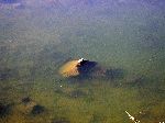 Turtle sunning in the Seomjingang, Korea