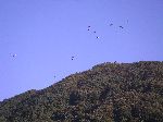 Para-gliders, Gurye, Korea