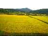 Terraced rice fields, Korea