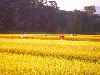 Golden rice, ready for harvest, Korea