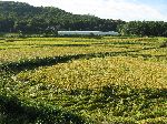 Korea rice field.