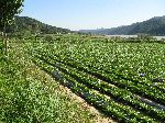 Row crops, South Korea