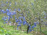 Apple orchard, Mungyeong