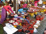 Live fish, Jagalchi Mraket, Busan