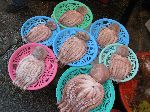 Free octopus, Jagalchi Mraket, Busan