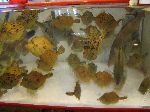 Live fish tank, Jagalchi Mraket, Busan