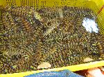 Prawns, Sindonga Fish Market