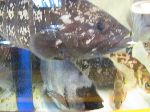 Live fish, Sindonga Fish Market