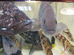Live fish, Jagalchi Mraket, Busan