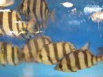 Live fish, Jagalchi Mraket, Busan