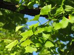 Ginkgo tree leaves, Korea