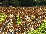 Red pepper farm, Korea