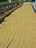 rice drying on the road side, Korea