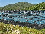 Ginseng farm, Korea