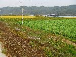 Rice, diakon and vegetable farms, Korea