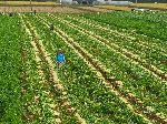 harvested diakon radish, Korea