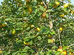 Persimmon orchard, Korea