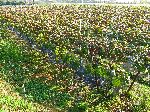 Grape orchard, Koera