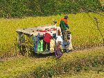 havesting rice, Korea