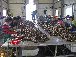 Oyster shucking factory, Korea