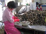 Oyster shucking, Korea