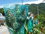 Sorghum head in a protective bag, Korea