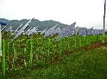 solar voltaic panels, Pallang Korea