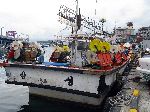 Squid boats, Suchon harbor, Korea