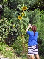 Photographing sunflower, City Fortress Wall, Seoul, Korea