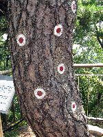 Tree hit by bullets during the Blue House Raid on January 21, 1968, Seoul, Korea