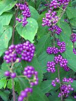 berries on bush, City Fortress Wall, Seoul, Korea