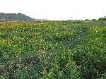 Suncheonman Bay reeds and wetland, Korea