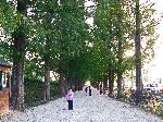 Metasequoia trees, Damyang, Korea