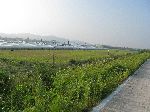 Farmland, Yeongsan River Trail, Korea
